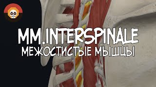 Межостистые мышцы mminterspinales 3D Анатомия [upl. by Irwinn]