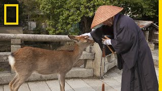 The World’s Largest Wooden Temple is Surrounded by Wild Deer  National Geographic [upl. by Tala583]