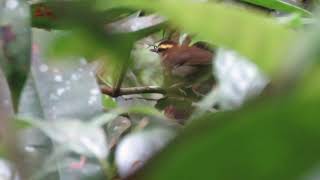 Bornean Stubtail  Kinabalu National Park Sabah Malaysian Borneo [upl. by Hammerskjold647]