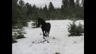 Friesian Yearling  Kona training day 1 [upl. by Yrro]