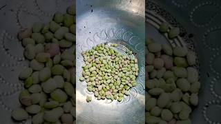 Pigeon peas vlooger [upl. by Daney]