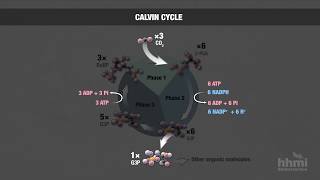 Photosynthesis Part 6 Calvin Cycle  HHMI BioInteractive Video [upl. by Ayikal]