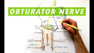 Obturator Nerve  Anatomy Tutorial [upl. by Airdnat37]