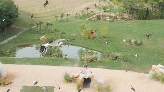 Zooparc De Beauval  Les Maîtres des Airs AMAZING BIRD DISPLAY [upl. by Verger]