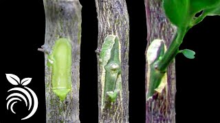 Grafting Citrus Trees  Bud Grafting Successfully [upl. by Nolte]