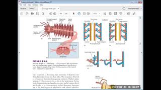 METAMERISM AND TAGMATIZATION IN ANNELIDA  23121   BY PROF AFZAL [upl. by Ynoyrb616]