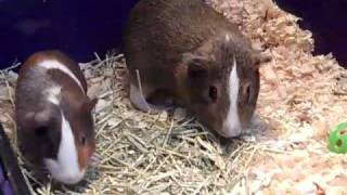 Guinea pig rumble strutting [upl. by Bellda]