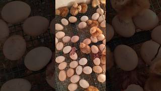 Amazing Baby Chicken Hatching at Eggs Incubator [upl. by Niltac773]