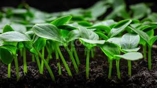 Growing plants in 40 seconds Time lapse plant time lapse [upl. by Hardi]