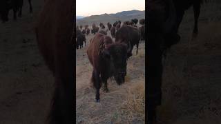 American buffalo almost went extinct animals [upl. by Raeann]