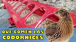 ¿Que Comen las Codornices  Comedero para codorniz [upl. by Annasoh471]