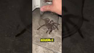 Voici pourquoi il ne faut jamais écraser une araignée 😨 [upl. by Erised971]