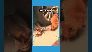 🤔 Cute cat cant stop eating eating cat funny short 🤔 [upl. by Suoiradal]