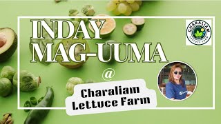 Day Tour at Charaliam Lettuce Farm 🥬💚 [upl. by Llerdnam]