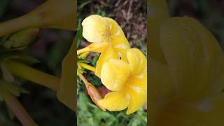 Allamanda yellow flower മഞ്ഞ കോളാമ്പി [upl. by Killion321]