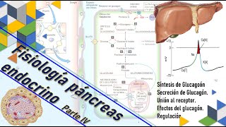 Fisiología Páncreas endocrino pt IV Glucagón síntesis efectos secreción regulación [upl. by Eelarat]