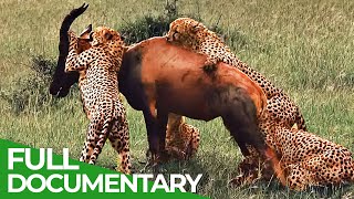 Wildlife Instincts  Cheetah  The Fastest Animal on Earth  Free Documentary Nature [upl. by Einafats]