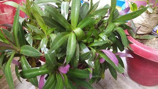 how to care and propagation of rhoeo plantin summer  in Hindi [upl. by Bernarr]