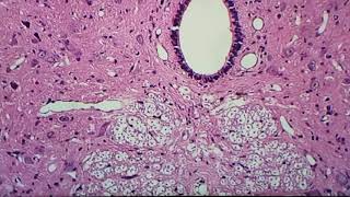 Histologia da medula espinal e gÃ¢nglio espinal [upl. by Chao]