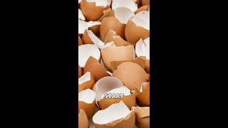 Use Eggshells as Biodegradable Seed Starters [upl. by Chaiken98]