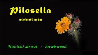 Pilosella aurantiaca Habichtskraut hawkweed 4k trilingual timelapse [upl. by Llecram]