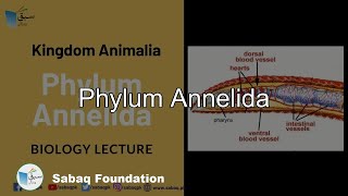 Phylum Annelida Biology Lecture  Sabaqpk [upl. by Aldis]