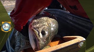 Lake Trout Fishing [upl. by Normandy]