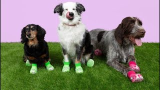 Crocs for dogs Pet boots in pink and green sell out same day theyre released [upl. by Kumar]