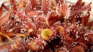 Drosera prolifera  Sundew Carnivorous Plant [upl. by Nazario]