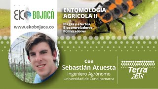 Eko Bojacá  Capacitación virtual  Entomología Agrícola II [upl. by Itra]