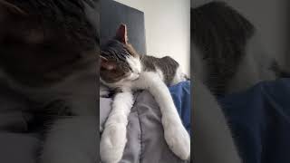 HAIRBALL cat cats funnycats [upl. by Bradley309]