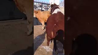 Record the daily life of cattle breeders Camel 45 [upl. by Katerina]