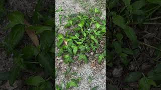 Commelina benghalensis a wild leafy vegetable of Odisha Odisha medicinal botanicalpark [upl. by Winston]