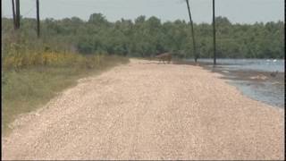 Animals displaced during the 2011 opening of the Morganza Spillway [upl. by Ogg]