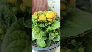 How to grow and care calceolaria flower plant winter care tips fertilizer  plants house [upl. by Morgen]