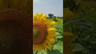 SunflowerAlways at SunBeautiful [upl. by Ycinuq]