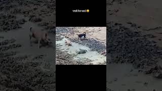 Wait for end 😮 dogs caught a crocodile amazing dog crocodile viralvideo real fake shortsfeed [upl. by Zippel195]