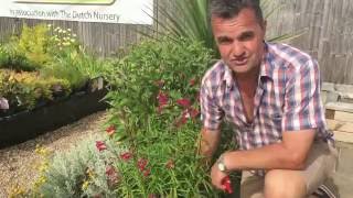 Antonys Gardening Tips  Penstemon [upl. by Larred]