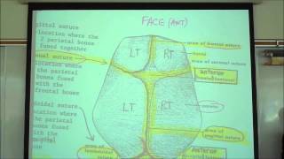 THE SKELETAL SYSTEM INTRO TO OSTEOLOGY by professor fink [upl. by Weinstock]