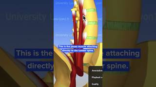 Lumbar spine is not stabilized [upl. by Aerua]