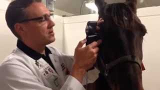 Measuring Equine IOP with the TONOVET tonometer  user video [upl. by Philpot412]