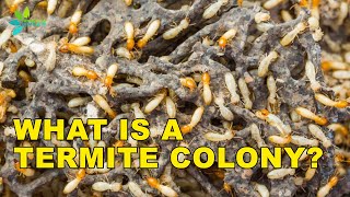 Termite Colonies How Termite Colonies are Formed [upl. by Olram738]