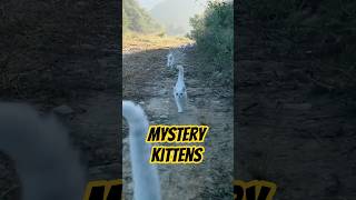 Kitten Safari Mystery 🐱🌞 cat [upl. by Natty]