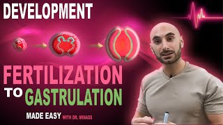 Introduction to Embryology  Fertilisation to Gastrulation Easy to Understand [upl. by Solita383]