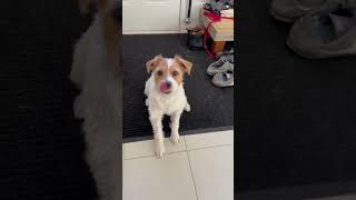 Henry the Jack Russell Terrier Dog Does Tricks for Food dog doglover dogtricks dogshorts [upl. by Retsel172]