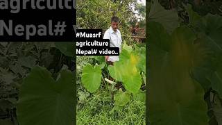 muasrf agriculture pidalu video Nepal [upl. by Asihtal926]