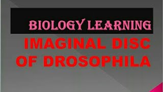 Dissection of Imaginal Discs from 3rd Instar Drosophila Larvae [upl. by Ogram218]