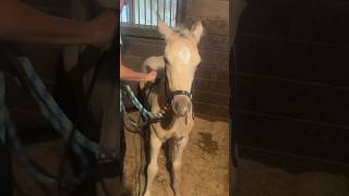 This is how we start all of our littles with clipping horsetraining foal [upl. by Alston36]