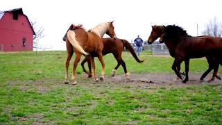 Gaited Morgan Geldings at Missouri MorgansRare horses [upl. by Kesley929]