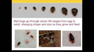 Understanding Bed Bug Control for Social Service Professionals Webinar [upl. by Ares]